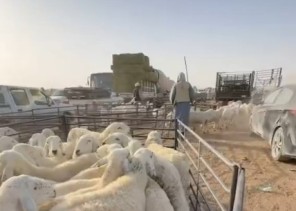 عبدالقادر آل معيلي يرصد انخفاضًا لافتًا في أسعار الماشية.. ويُشيد بقرار الإعفاء الجمركي