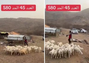 بـ 580 فقط.. بالفيديو: انخفاض جديد في أسعار الأغنام “البهم” بعد توفر المستورد