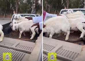 بالفيديو.. انخفاض جديد بأسعار «الطليان الحريات» بأحد أسواق الأغنام في القصيم