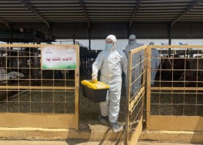 «استعدادًا لموسم 1446هـ».. مكتب البيئة في مكة ينفذ فرضية انتشار وباء في سوق المواشي