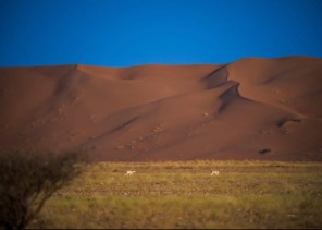 «عروق بني معارض» على القائمة الخضراء العالمية لصون الطبيعة ضمن 90 محمية فقط حول العالم