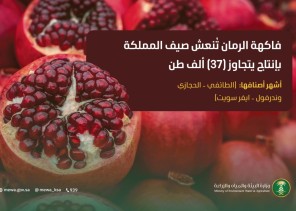 الرمان السعودي يتألق في الصيف بإنتاج يتجاوز 37 ألف طن.. ودعم لتعزيز الأمن الغذائي والاكتفاء الذاتي