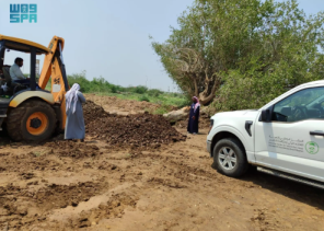 إعادة تأهيل شجرة “ضبر” المعمرة في صامطة بعد سقوطها