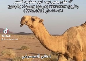 “موعد مع الأصايل”.. مالك الإبل نايف ابن هني الرويضي يفتح السّرى على نخبة الفحول