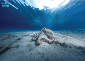 في اليوم العالمي للأخطبوط.. البحر الأحمر يكشف عن تنوع فريد وأنواع غير مسجّلة عالميًا