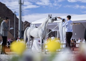 الخميس انطلاق بطولة حائل الدولية لجمال الخيل العربية بمشاركة 315 رأسًا