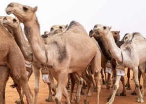 «مخالفات جسيمة».. اللجنة القانونية بنادي الإبل تصدر عقوبات صارمة بحق تركي آل حثلين