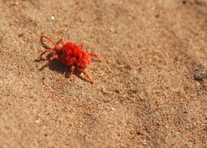 بنت المطر».. كائن صحراوي نادر يخرج مع المواسم ويثير الاهتمام