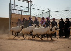 مركز الحياة الفطرية يطلق ٦١ كائناً فطرياً بمحمية الملك خالد الملكية ضمن برامج الإكثار وإعادة التوطين