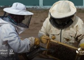 مشروع جديد لتعزيز جودة العسل المحلي وتنافسيته