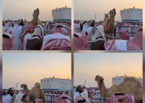 ​تريند اليوم.. وصول مزاد “بعير” إلى 6.1 مليون ريال وسط ذهول الحاضرين (شاهد)
