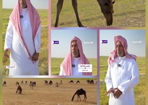 فويضي الصخابرة.. قصة مواطن يفتح مزارعه لأهل الإبل مجاناً منذ 34 عاماً (شاهد)
