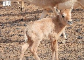 عودة المها العربي إلى شمال المملكة بعد غياب 90 عامًا داخل محمية الملك سلمان الملكية