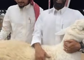 مربي الأغنام “طلال المقاطي” يكشف سر تميّز حلاله: تطوير مستمر وتمسّك بالسلالة الحريّة الأصيلة