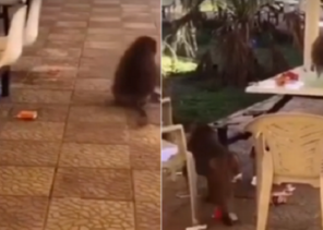 هجوم «قرود جائعة» على جامعة بيشة.. وهروب الطالبات (فيديو)