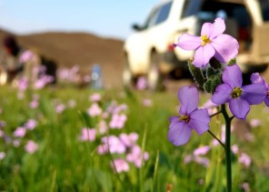 أجواء ربيع الكريزية في شمال الحناكية