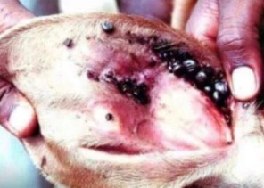 البيئة”: النقاط السوداء في آذان المواشي تشير إلى وجود طفيل القراد وليس فيروسات قاتلة