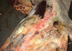 ضبط 900 كيلو من اللحوم الفاسدة قبل توزيعها في الخبر