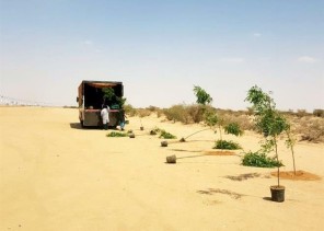 تشجير منطقة مهرجان ولي العهد للهجن بـ5 آلاف شجرة.. وسر اختيار نوع معين من الأشجار