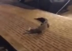 ملابسات هروب تمساح حوطة بني تميم ووصوله لشوارع المحافظة (فيديو)