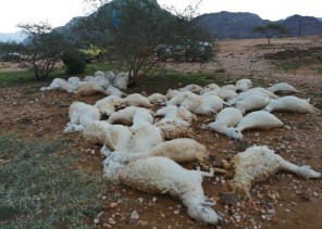 صاعقة رعدية تتسبب في نفوق 61 رأساً من الضأن في بارق