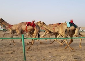 محافظ املج يرعى سباق الهجن بميدان الحوراء مناسبة العيد