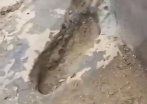 لجنة حكومية تزيل أثراً بينبع النخل يتبرك به آسيويون بدعوى أنه لقدم الرسول ﷺ