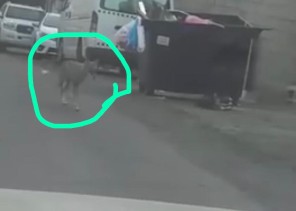 مواطن يوثق تجول ذئب داخل أحياء الطائف.. والدوريات الأمنية تمشط الحي بحثاً عنه
