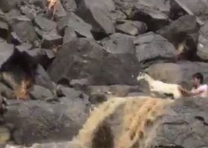 شاهد.. شبان ينقذون ماعزاً احتجزتها السيول بين صخور وعرة في نجران