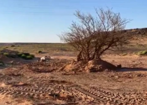 الجوف.. ضبط متعديَين على “شجرة سدر” وإلزامهما بريها مدة عام