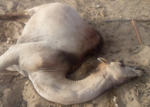 نفوق 5 إبل بسبب “مرض غامض” في جازان.. والطب البيطري يتدخل