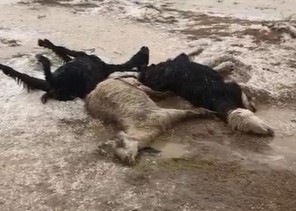 هذا ما فعلته الأمطار والبَرَد في قطيع «أغنام» بالقصيم (فيديو وصور)