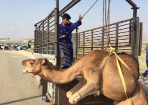 حملة مكثفة لضبط الإبل السائبة في المناطق السكنية بجنوب مكة (صور)