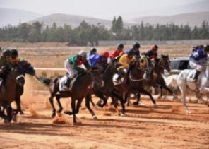 نادي الفروسية بحائل يقيم حفل سباقه الـ14
