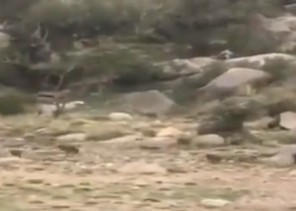 شاهد بالفيديو.. قرد يفزع فتيات سعوديات أثناء رحلة برية!