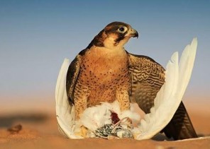 للمرة الأولى.. إقامة “معرض الصقور والصيد” بالمملكة.. وهذه تفاصيل الفعالية