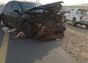 جثـث وأشلاء أغنام متناثرة على طريق سريع بمكة إثر تعرّضها لحادث دهس (فيديو وصور)