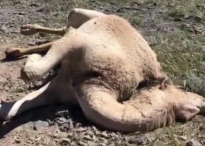 مقتـل مجموعة من الإبل بطلقات نارية في المدينة المنورة.. والجهات المعنية تحقق