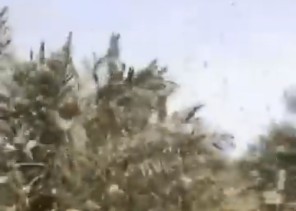 أسراب هائلة من الجراد تلتهم محاصيل شقراء.. ومطالب بتدخل “الزراعة” (فيديو)