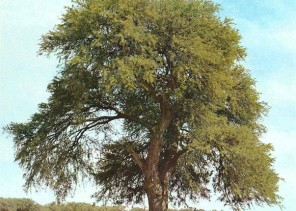 مواطن إماراتي يهدي صديقه السعودي 3 ملايين بذرة لشجرة الغاف لزراعتها بالمملكة