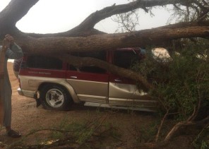 نجاة مواطن من موت محقق بعدما وقعت على مركبته شجرة عملاقة بالقصيم (فيديو وصور)