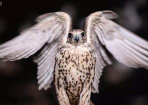 معرض الصقور والصيد السعودي يجذب 170 ألف زائر في نسخته الأولى (صور)