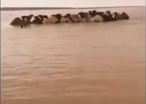 بالفيديو.. مواطن ينقذ قطيعاً من الإبل يملكه جاره الكويتي بعدما احتجزته السيول.. ويروي التفاصيل
