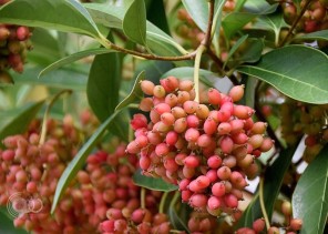 هذا المشروب بديل للقهوة والشاي.. وبفوائد مذهلة