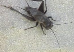 “أمانة جدة” توضح حقيقة ما يتم تداوله حول انتقال حشرة “صرار الليل” من مكة إلى جدة