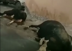 فيديو يزعم ذبـح أبقار “نافقة” بمسلخ بالأحساء.. والأمانة تفند