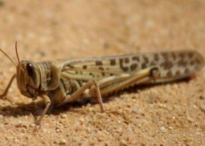 “البيئة” تكافح أسراب الجراد الصحراوي على مساحة 960 هكتاراً في محافظتي الأفلاج والسليل