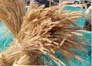 محافظ املج يرعى انطلاقة مهرجان حصاد الزرعية الاول في الشبحة