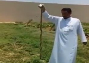 شاهد.. مواطن يقتل أفعى في مزرعته بالدلم.. ويحذر من انتشارها مع ارتفاع الحرارة