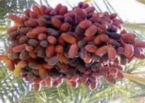 «حلوة الجوف» تصل السوق وتتصدر الأكثر طلباً